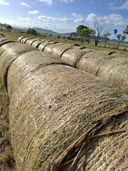 100 x Forage Sorghum Hay 4x4 Round Bales