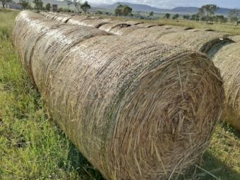 100 x Forage Sorghum Hay 4x4 Round Bales