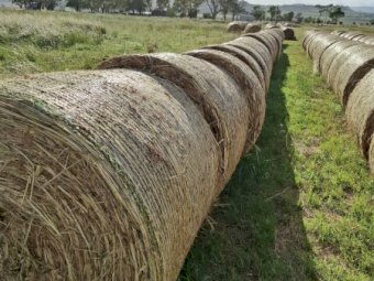 100 x Forage Sorghum Hay 4x4 Round Bales