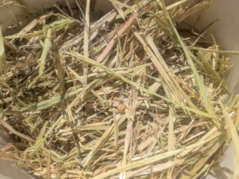 300mt Barley Hay 650kg 8x4x3 Bales