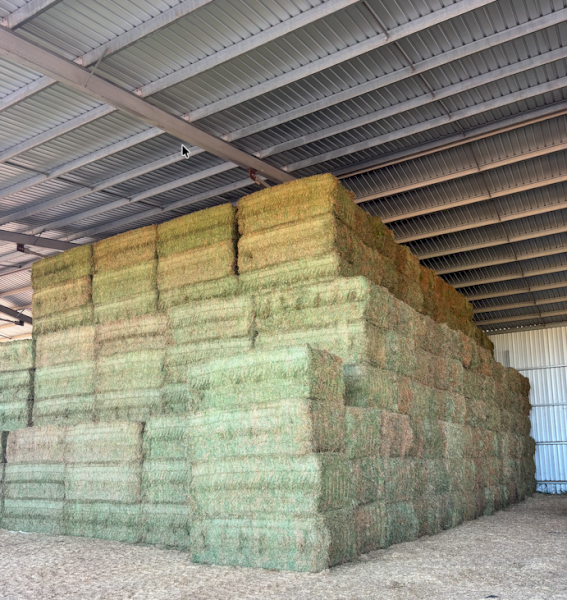 200mt Vetch Hay 720kg 8x4x3 Bales