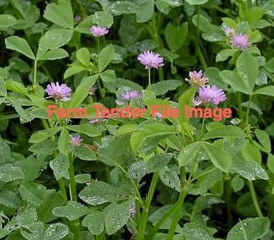 10000kg Shaftal Clover Seed