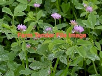 10000kg Shaftal Clover Seed