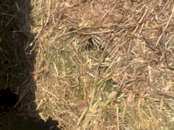 180mt Vetch Hay 610kg 8x4x3 Bales