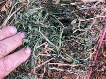 500mt Vetch Hay 660kg 8x4x3 Bales