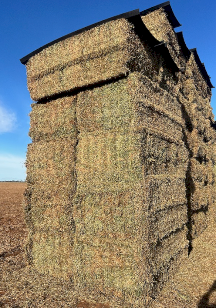 600mt Vetch Hay 660kg 8x4x3 Bales