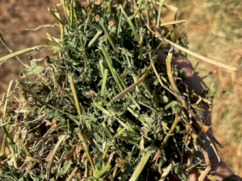 600mt Vetch Hay 660kg 8x4x3 Bales