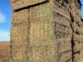 600mt Vetch Hay 660kg 8x4x3 Bales