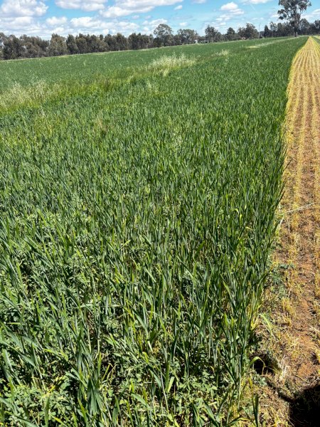 300 x Lucerne and Oaten Haylage 4x4 Round Bales