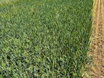 300 x Lucerne and Oaten Haylage 4x4 Round Bales