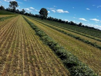 300 x Lucerne and Oaten Haylage 4x4 Round Bales