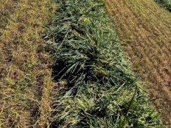 300 x Lucerne and Oaten Haylage 4x4 Round Bales