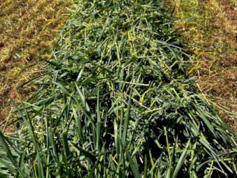 300 x Lucerne and Oaten Haylage 4x4 Round Bales