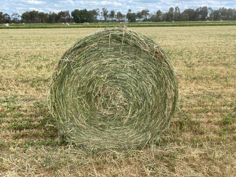 220 x Lucerne Beardless Wheaten Haylage 4x4 Round bales
