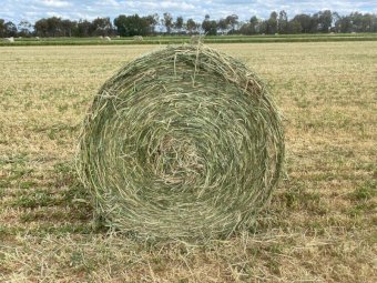 220 x Lucerne Beardless Wheaten Haylage 4x4 Round bales