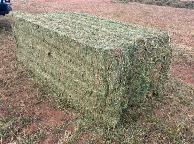 120mt Vetch Hay 650kg 8x4x3 Bales