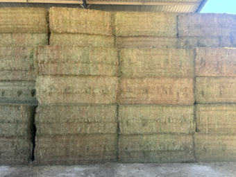 120mt Vetch Hay 650kg 8x4x3 Bales