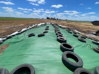 Rye Clover Mix Silage