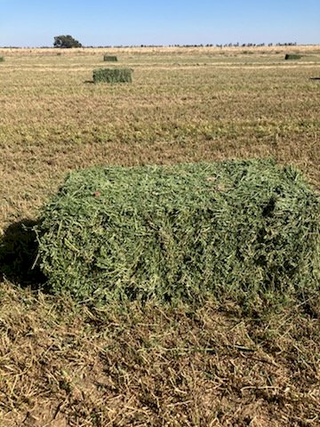 8000 X Lucerne Hay Small Square Bales