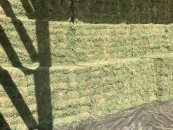 8000 X Lucerne Hay Small Square Bales