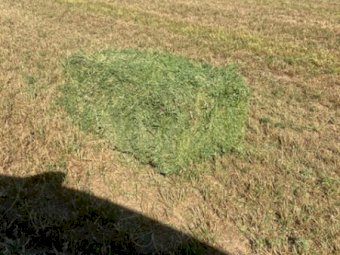 8000 X Lucerne Hay Small Square Bales