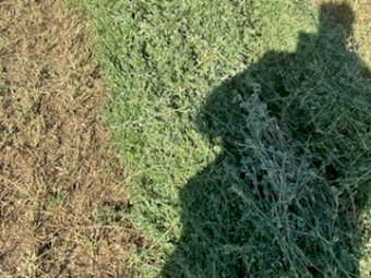 8000 X Lucerne Hay Small Square Bales