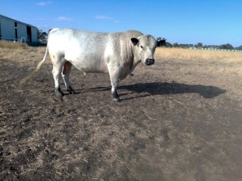 Speckle Park Bull. VPS T14.