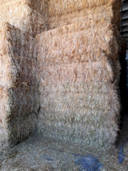 500MT Oaten Hay 8X4X3 Large Square Bales