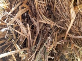 500MT Oaten Hay 8X4X3 Large Square Bales