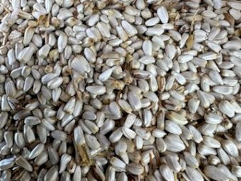 10MT Safflower Seed