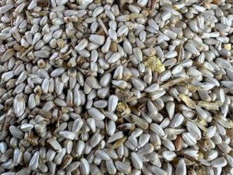 10MT Safflower Seed