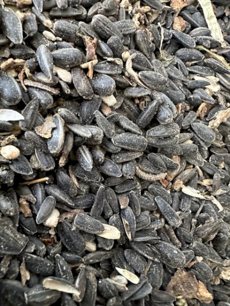 Sunflower Seed In Bulka Bag