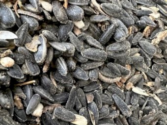 Sunflower Seed In Bulka Bag