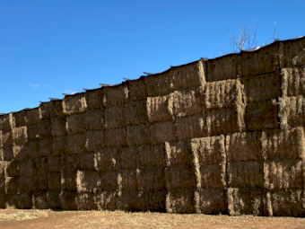 200mt Vetch Hay 620kg 8x4x3 Bales