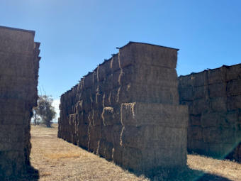 200mt Vetch Hay 620kg 8x4x3 Bales