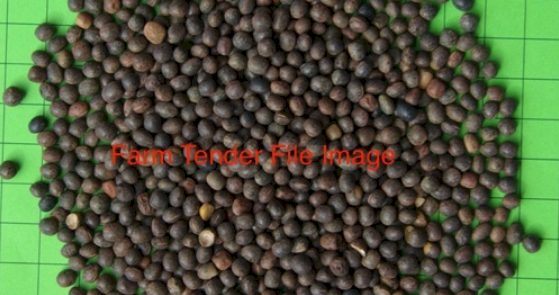 WANTED - 500MT Vetch Seed