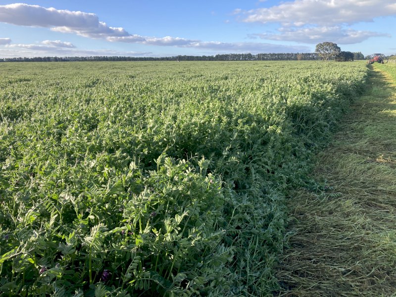 Vetch Hay 8x4x3 Bales