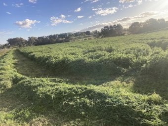 Vetch Hay 8x4x3 Bales