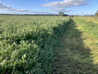Vetch Hay 8x4x3 Bales