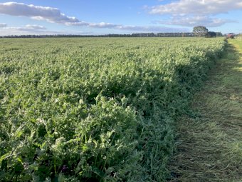 Vetch Hay 8x4x3 Bales