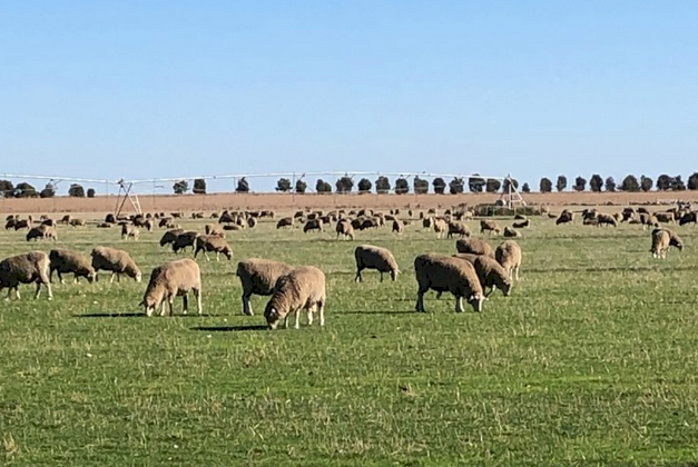 7mt Premium Italian Ryegrass Seed