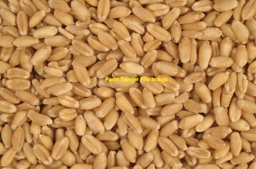 12MT Matador Wheat Seed