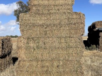 100 mt Vetch Hay 8x4x3 Bales