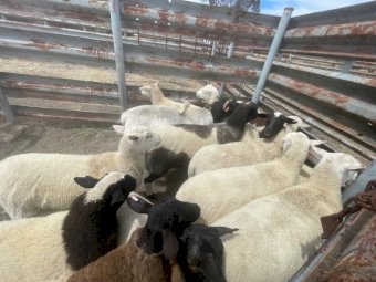 12 x Dorper X Merino Ewes and 1 x Dorper Ram