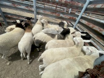 12 x Dorper X Merino Ewes and 1 x Dorper Ram
