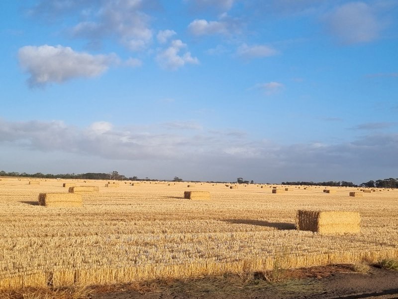 6350mt Wheaten Straw 500-550kg 8x4x3 Bales