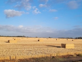 6350mt Wheaten Straw 500-550kg 8x4x3 Bales