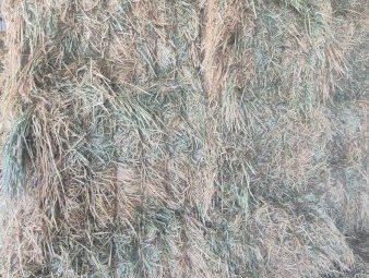 1200mt Wheaten Hay 625kg 8x4x3 Bales