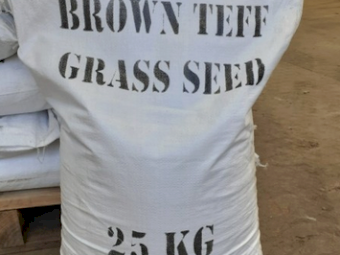 Teff Seed