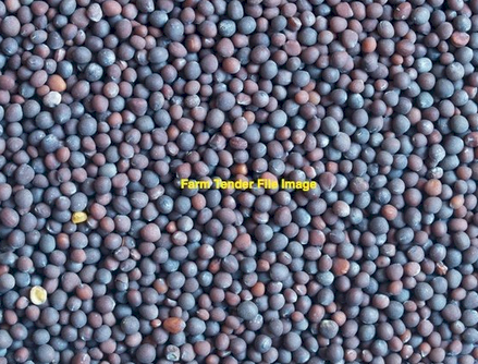 Rasina Vetch Seed 55mt Available Now